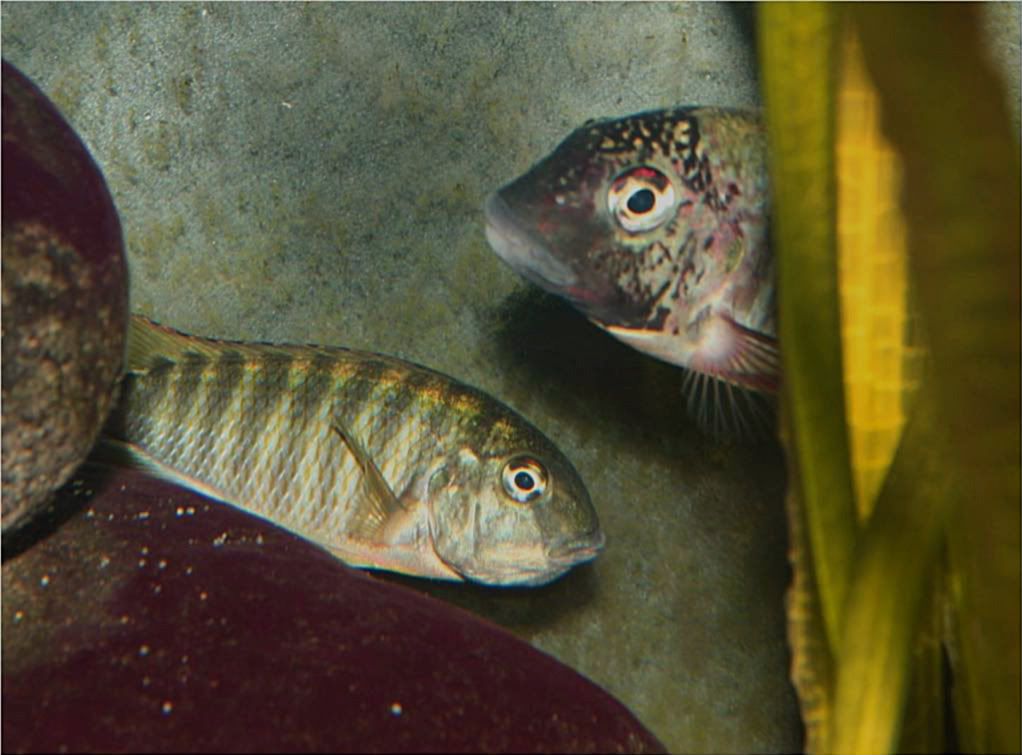 Tropheus, Petrochromis y Simochromis - Página 2 Picture7-2