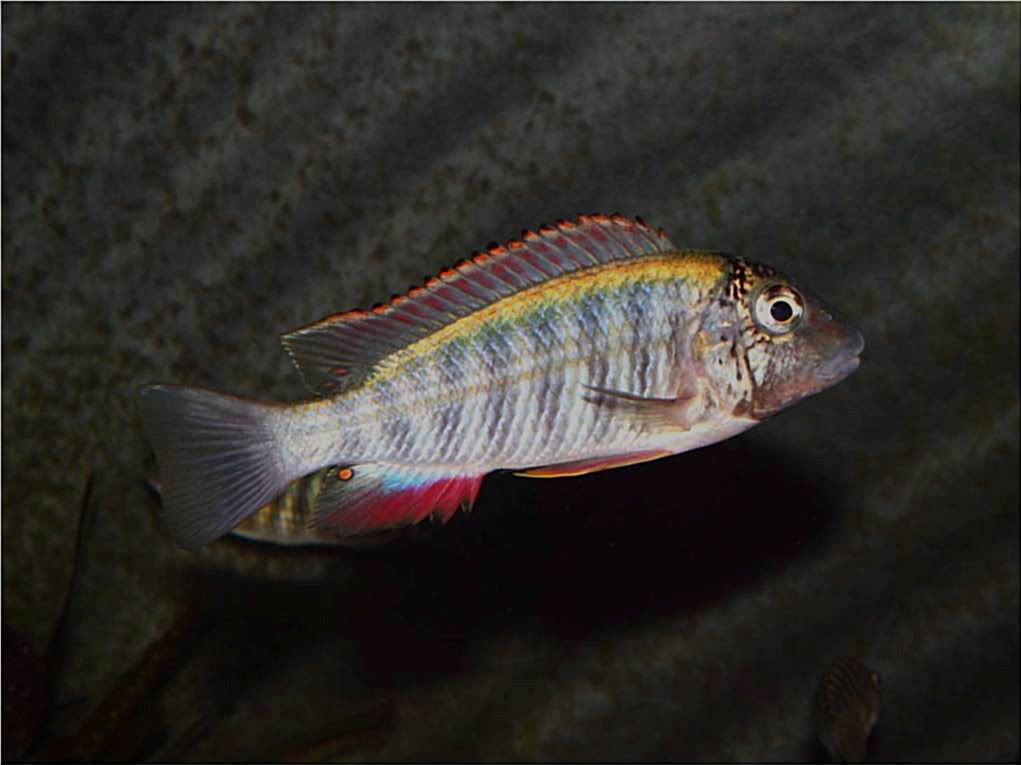 Tropheus, Petrochromis y Simochromis - Página 2 Picture9