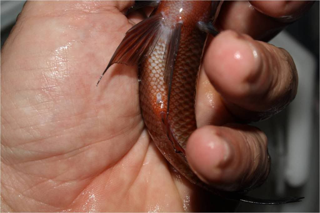 Tropheus, Petrochromis y Simochromis - Página 2 Fmea2