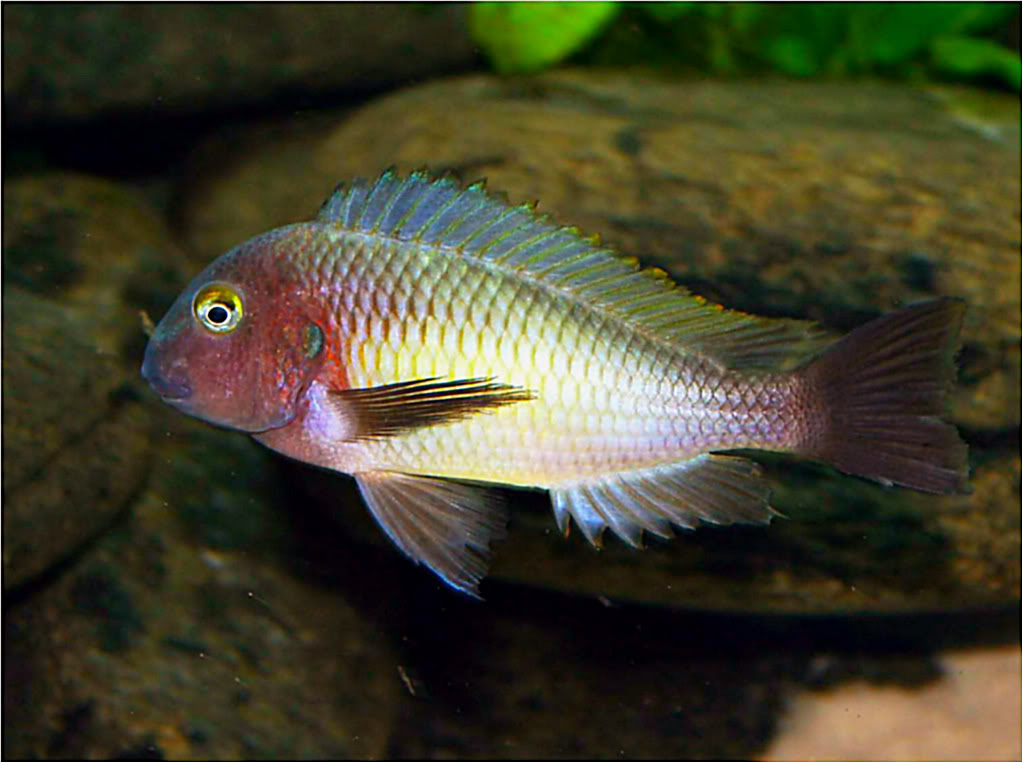 Tropheus moorii "chaitika" - Página 6 Picture1-55