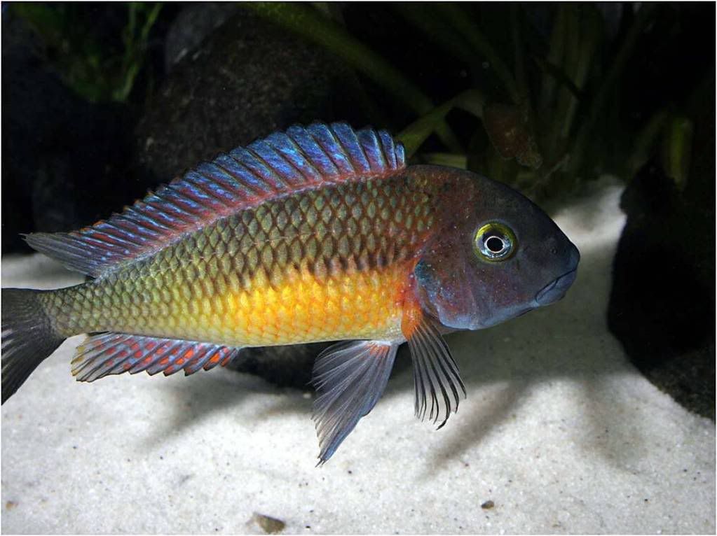 Tropheus moorii red rainbow "kasanga" - Página 8 Picture1-75