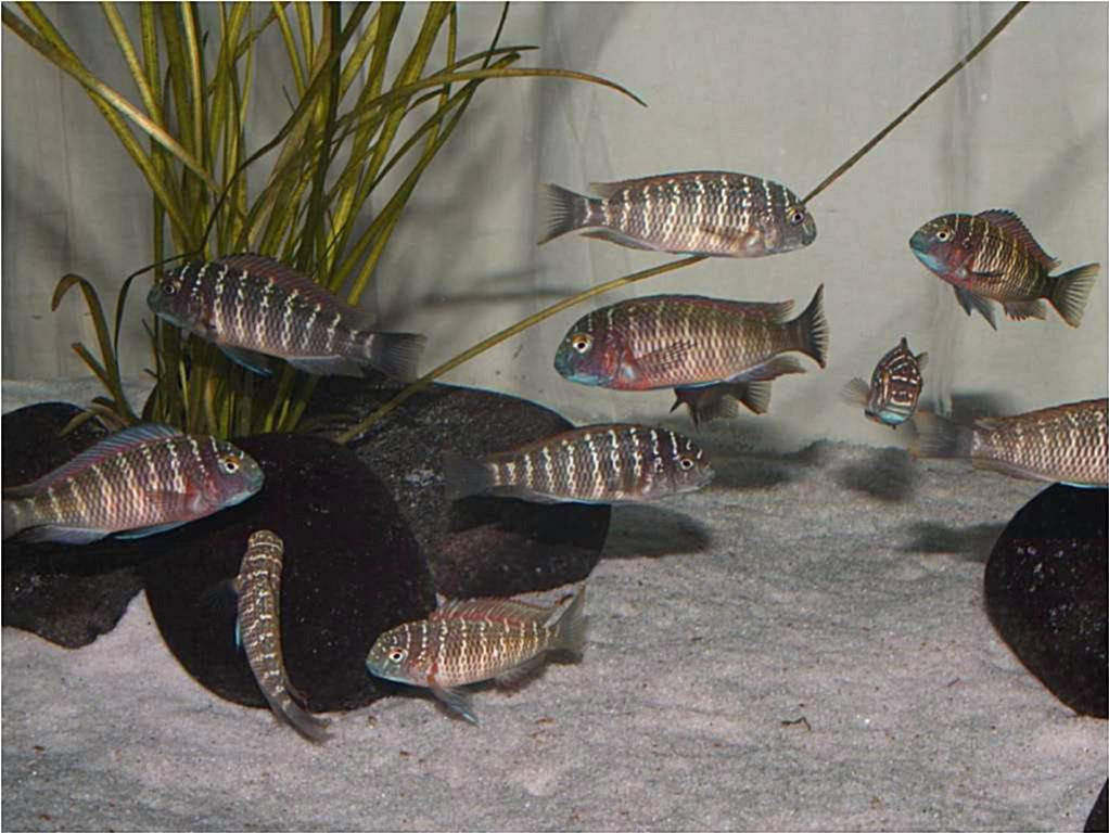 Tropheus lufubu real Picture1-95