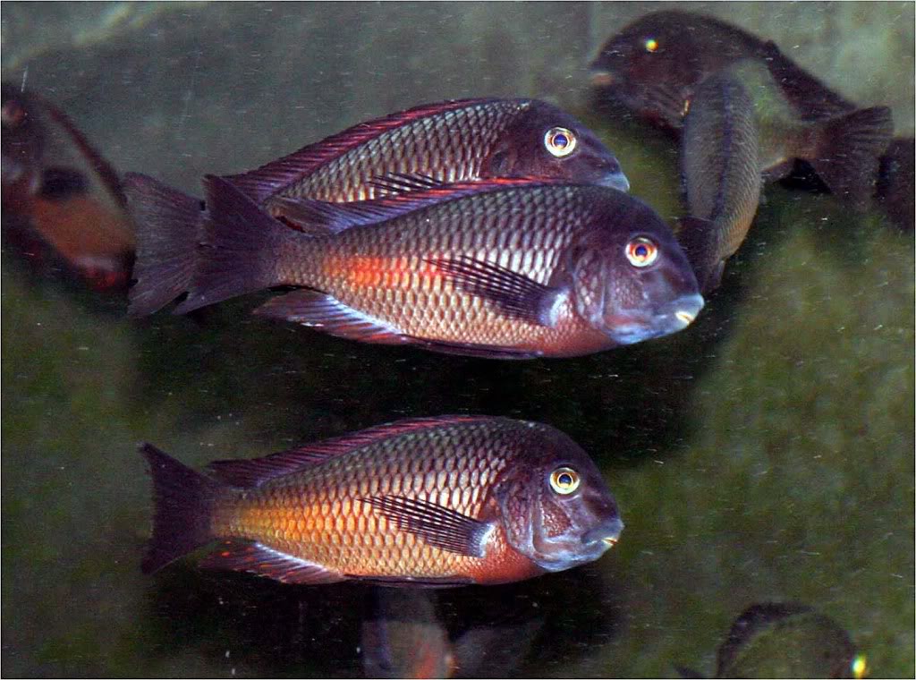 Tropheus red moliro Picture1_edited-37