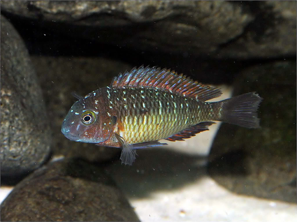 Tropheus moorii red rainbow "kasanga" - Página 2 Picture1_edited-46