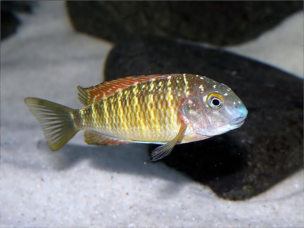 Tropheus moorii red rainbow "kasanga" - Página 3 Picture1_edited-50