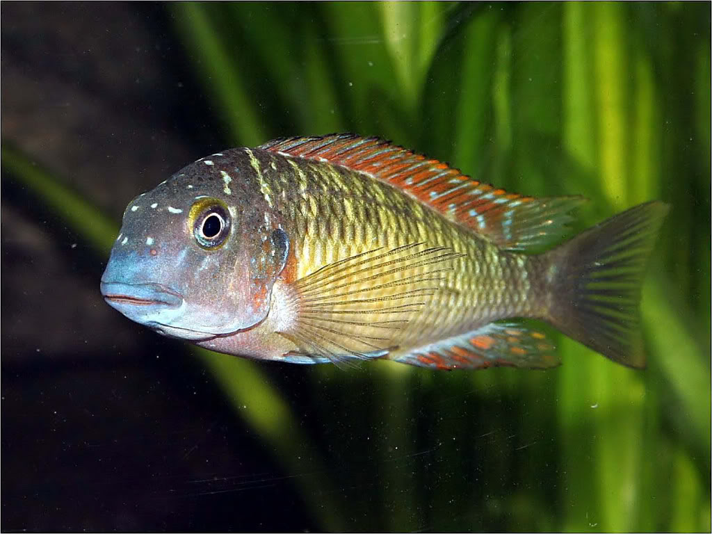 Tropheus moorii red rainbow "kasanga" - Página 3 Picture1_edited-51