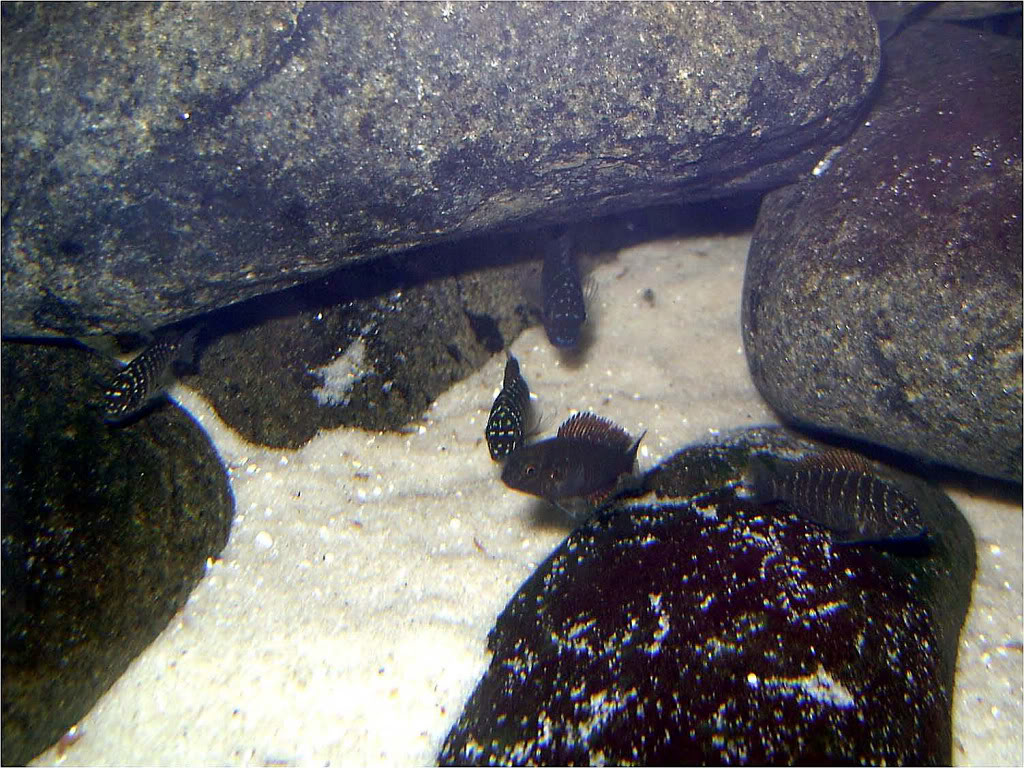 Tropheus moorii red rainbow "kasanga" - Página 3 Picture1_edited-53