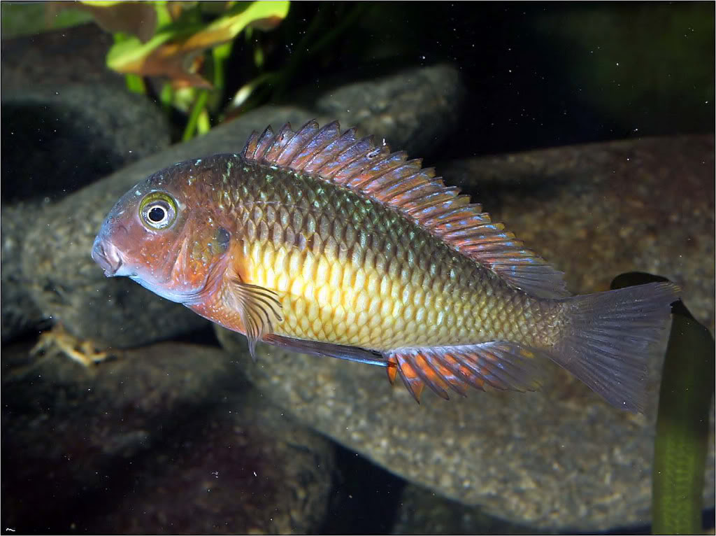 Tropheus moorii red rainbow "kasanga" - Página 5 Picture1_edited-60