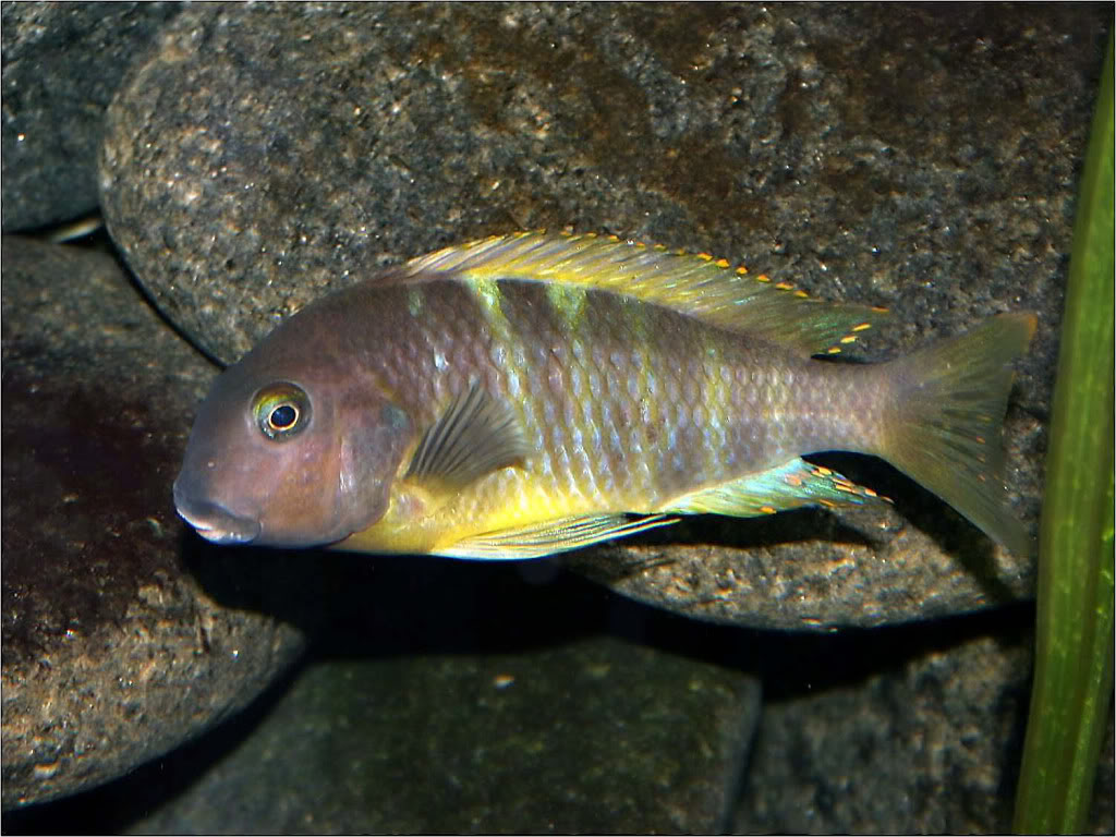 Tropheus brichardi ujiji (katonga)? Picture1_edited-61