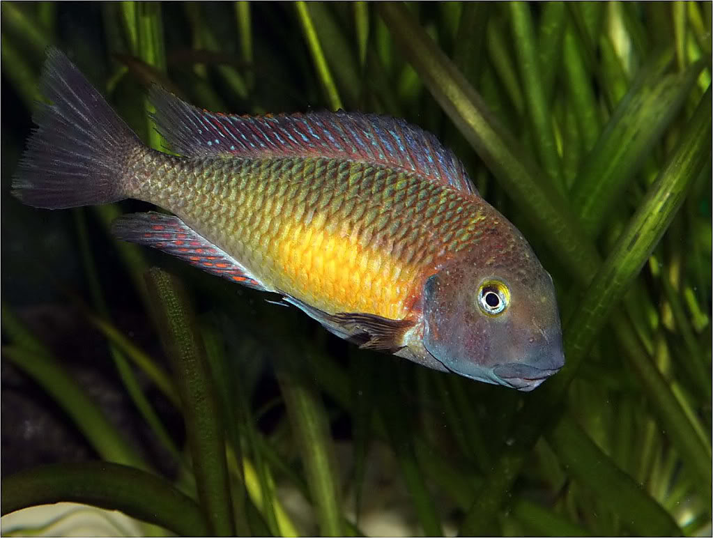 Tropheus moorii red rainbow "kasanga" - Página 7 Picture1_edited-66