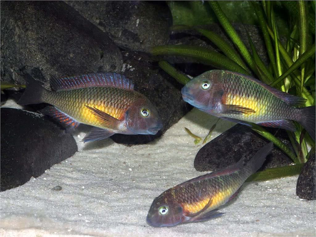 Tropheus moorii red rainbow "kasanga" - Página 7 Picture1_edited-67