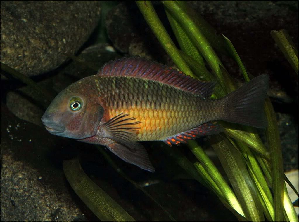 Tropheus moorii red rainbow "kasanga" - Página 8 Picture1_edited-68