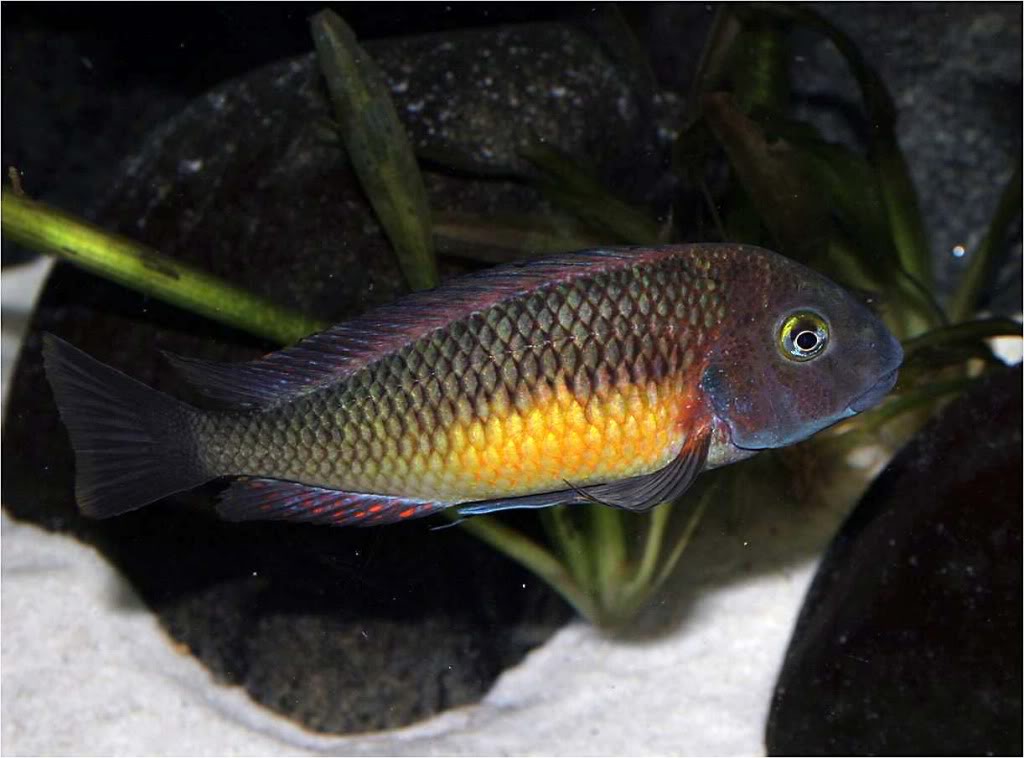 Tropheus moorii red rainbow "kasanga" - Página 8 Picture1_edited-70