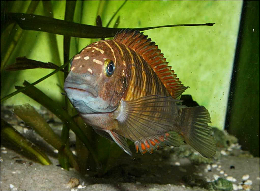 Tropheus, Petrochromis y Simochromis - Página 4 Picture2-100