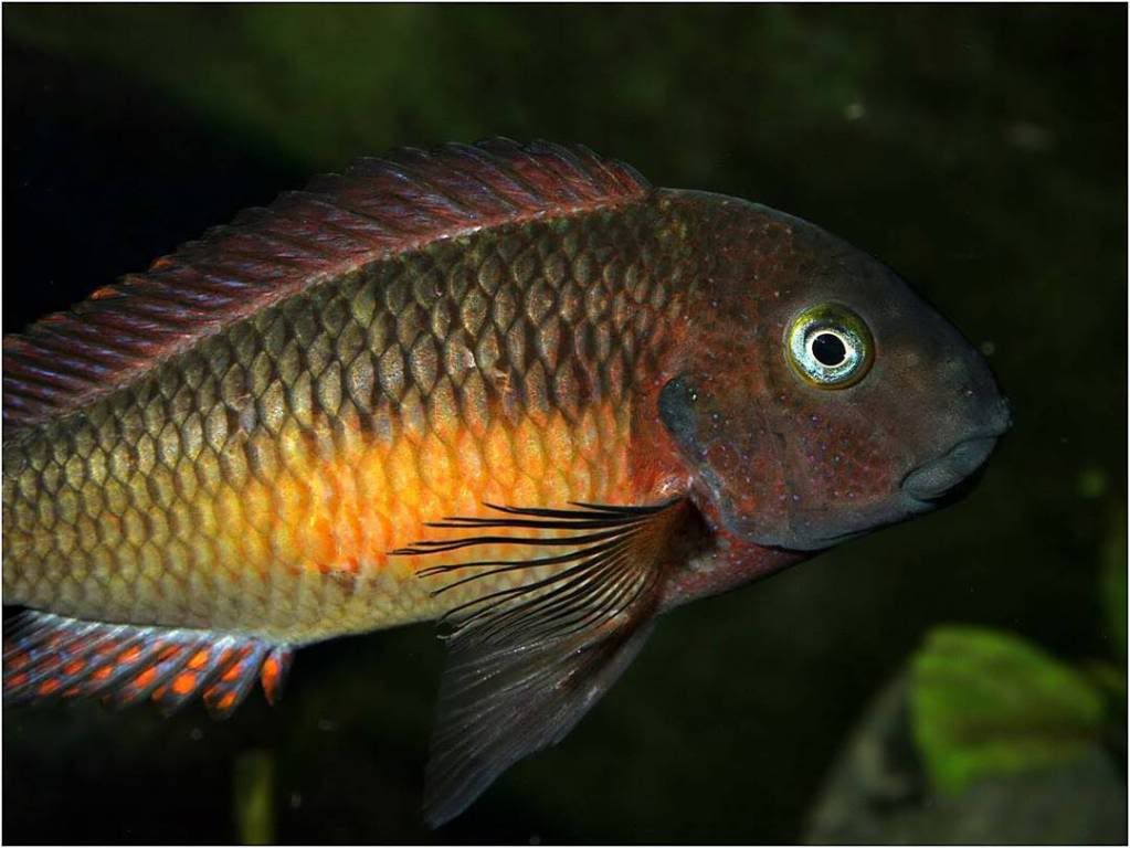 Tropheus moorii red rainbow "kasanga" - Página 8 Picture2-61