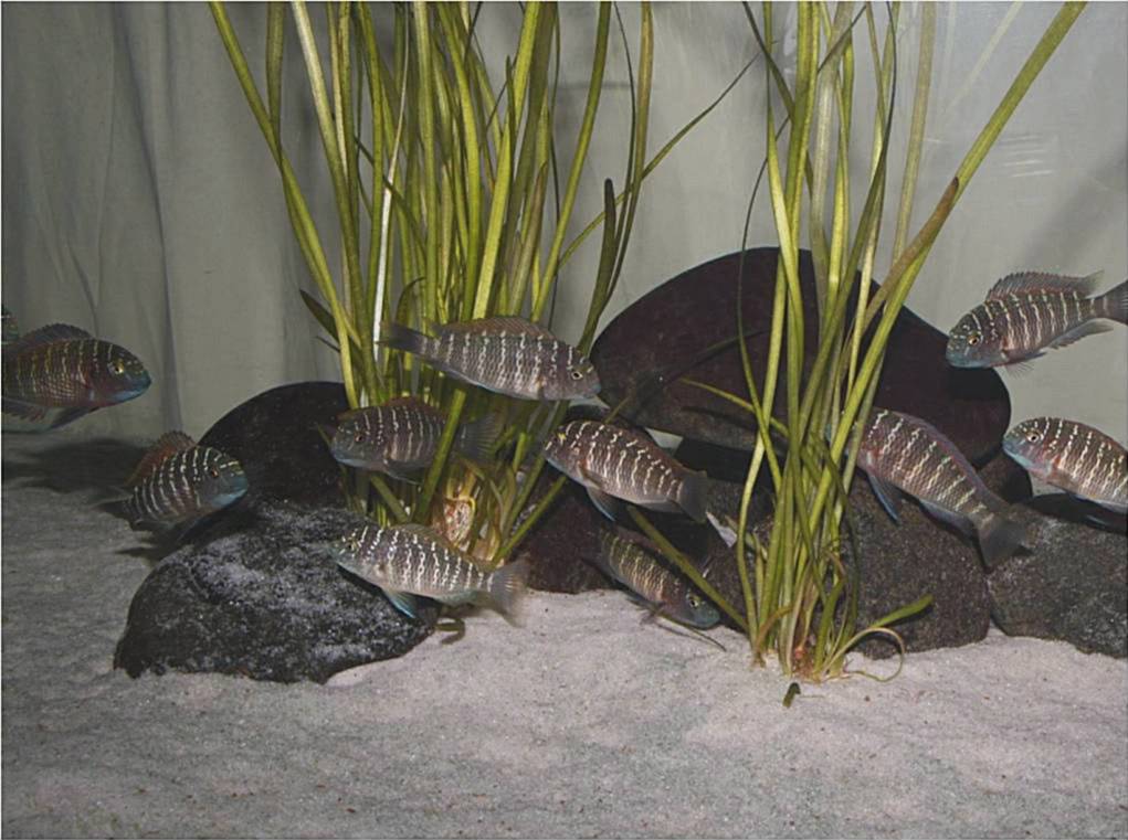 Tropheus lufubu real Picture2-82