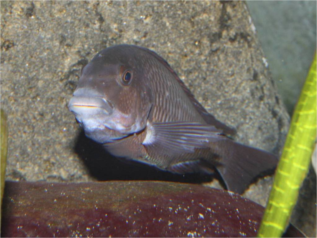 Tropheus, Petrochromis y Simochromis - Página 3 Picture2-97