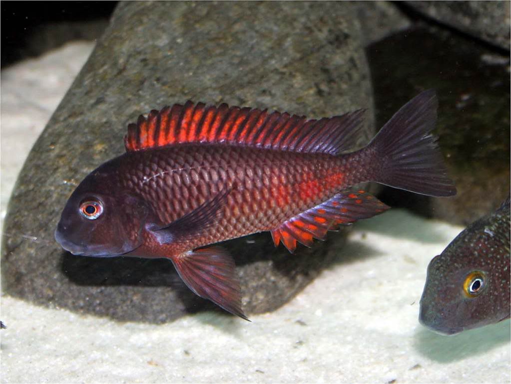 Tropheus red moliro Picture2_edited-29