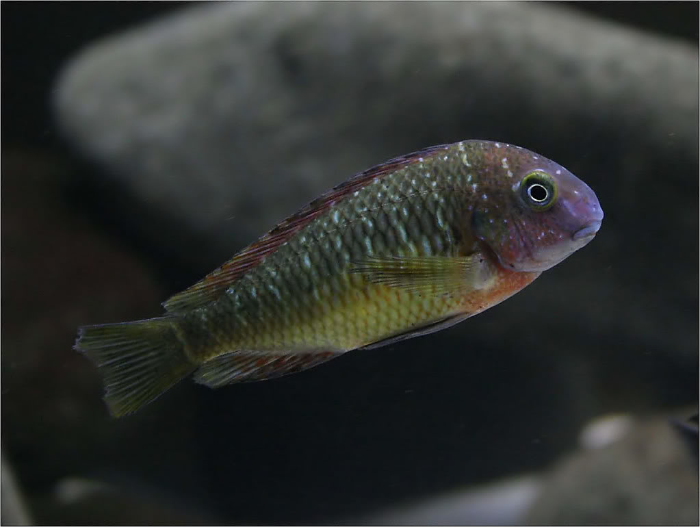 Tropheus moorii red rainbow "kasanga" - Página 2 Picture2_edited-44