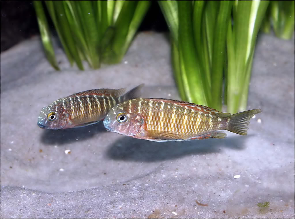 Tropheus moorii red rainbow "kasanga" - Página 3 Picture2_edited-46