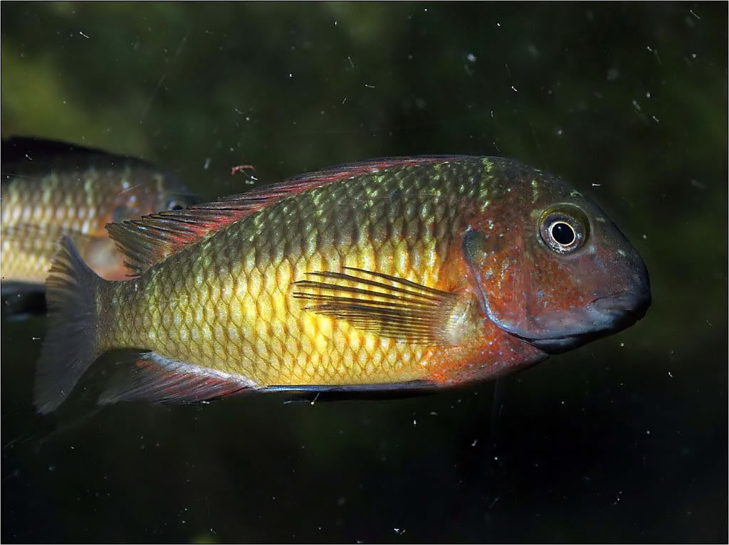 Tropheus moorii red rainbow "kasanga" - Página 4 Picture2_edited-53