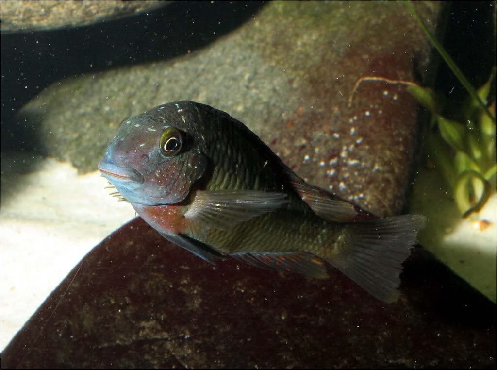 Tropheus moorii red rainbow "kasanga" - Página 5 Picture2_edited-54