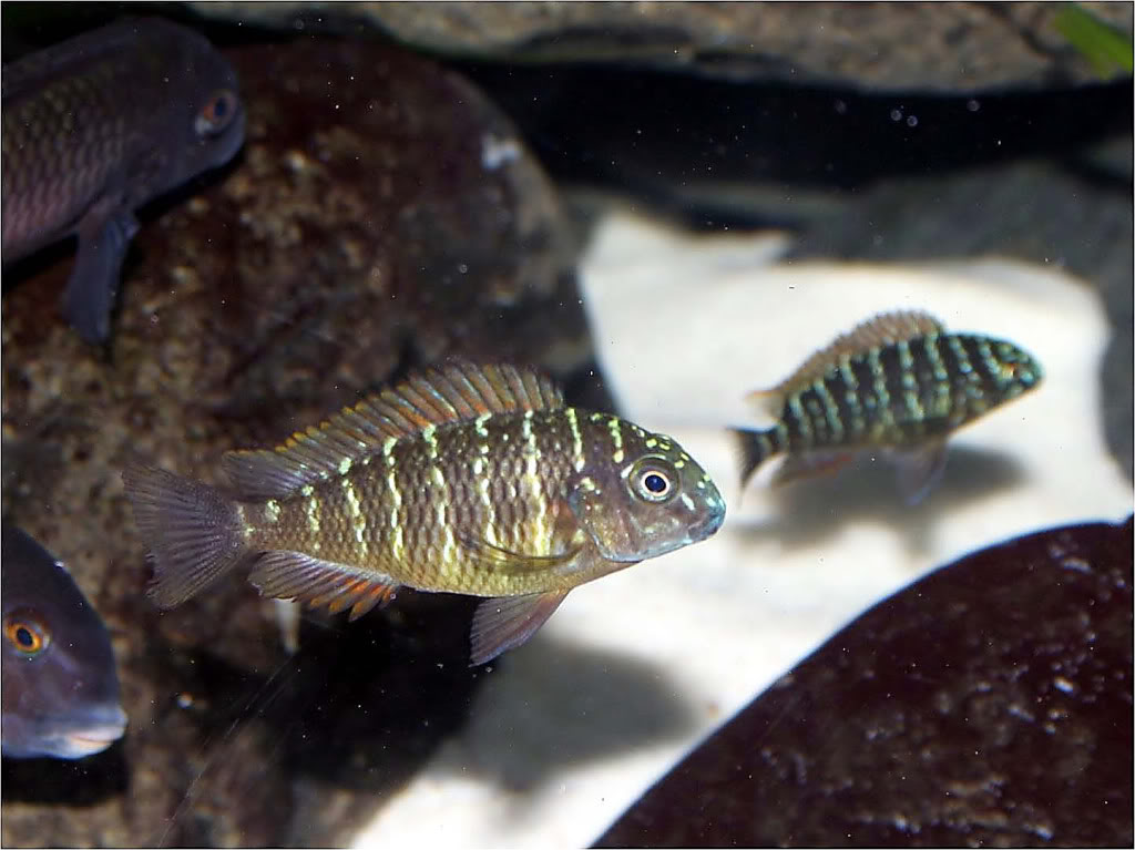 Tropheus moorii red rainbow "kasanga" - Página 5 Picture2_edited-55