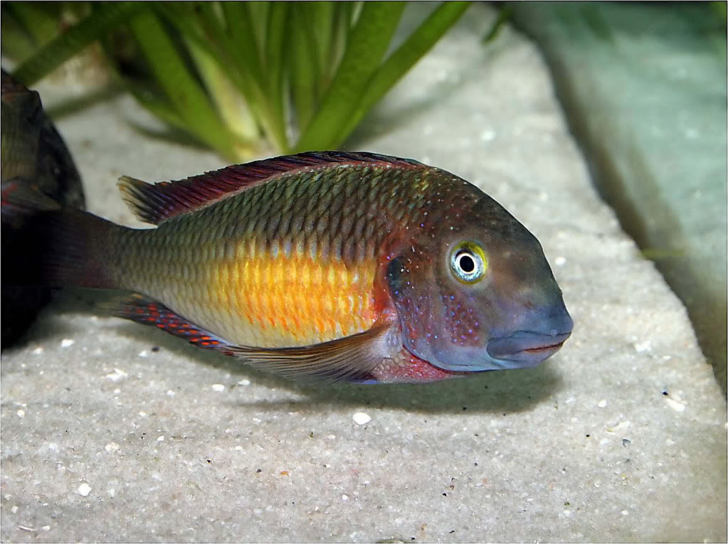 Tropheus moorii red rainbow "kasanga" - Página 7 Picture2_edited-62