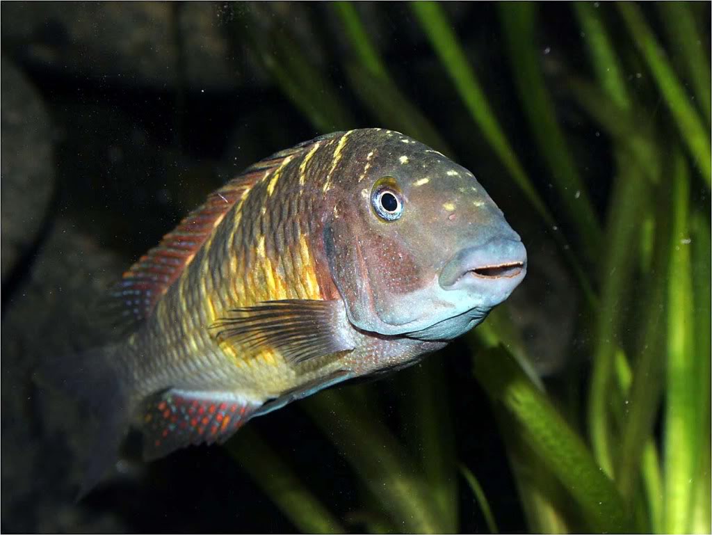 Tropheus moorii red rainbow "kasanga" - Página 7 Picture2_edited-63