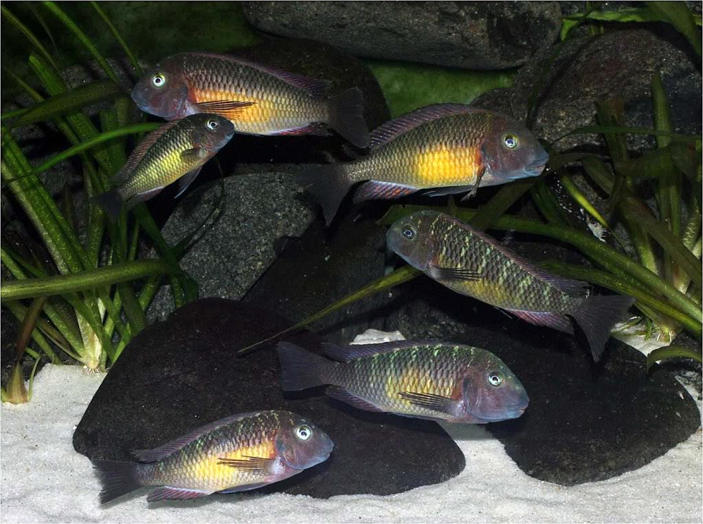 Tropheus moorii red rainbow "kasanga" - Página 7 Picture2_edited-64