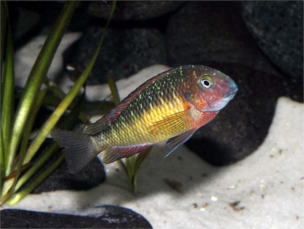 Tropheus moorii red rainbow "kasanga" - Página 8 Picture2_edited-65