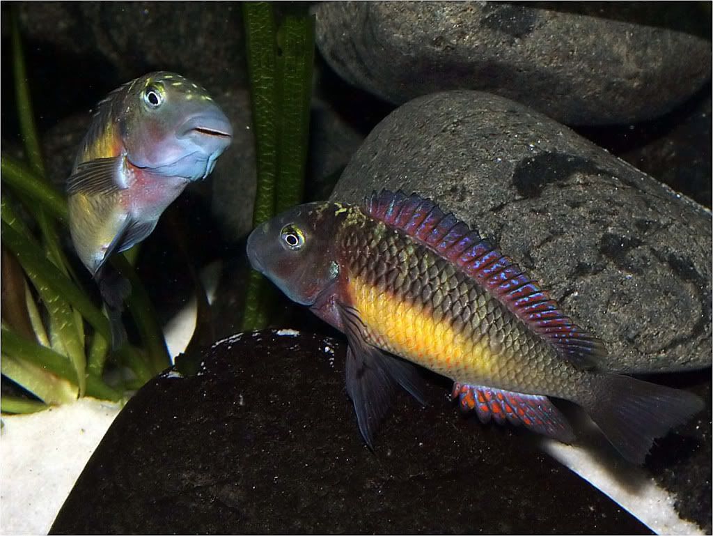 Tropheus moorii red rainbow "kasanga" - Página 8 Picture2_edited-66