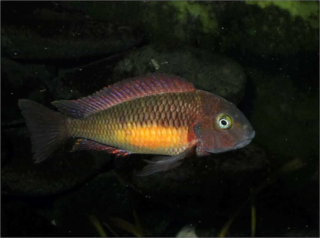 Tropheus moorii red rainbow "kasanga" - Página 8 Picture2_edited-67