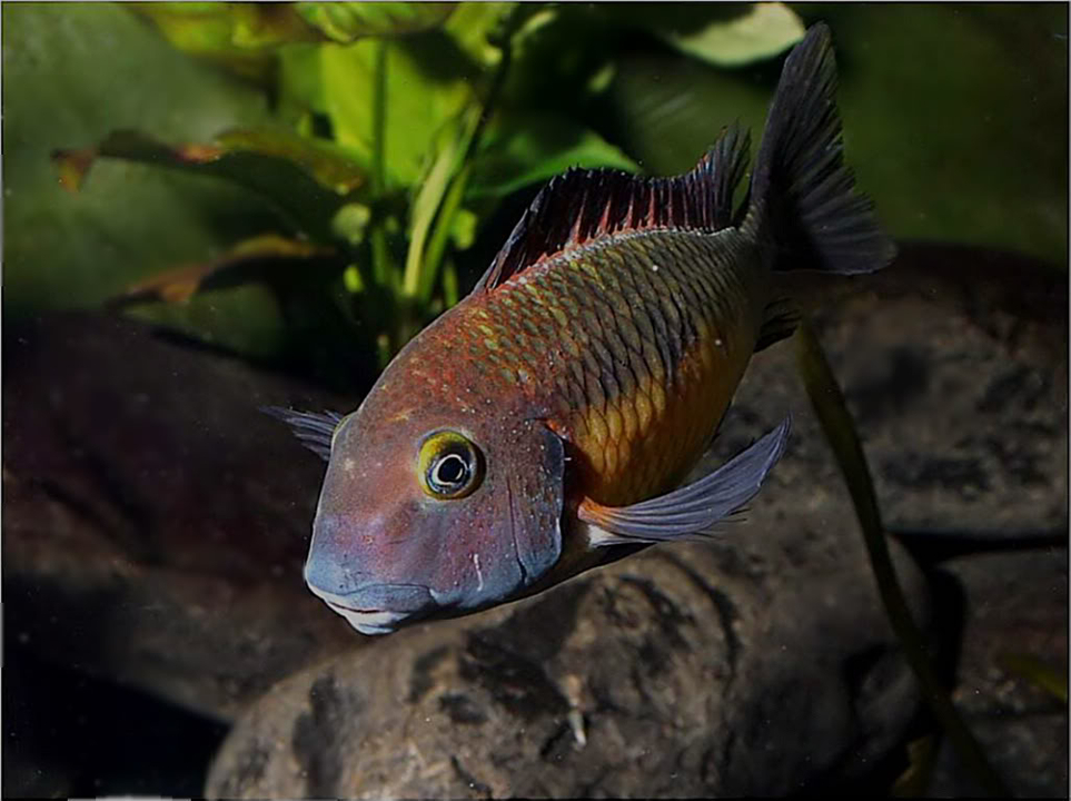 Tropheus moorii red rainbow "kasanga" - Página 8 Picture3-52