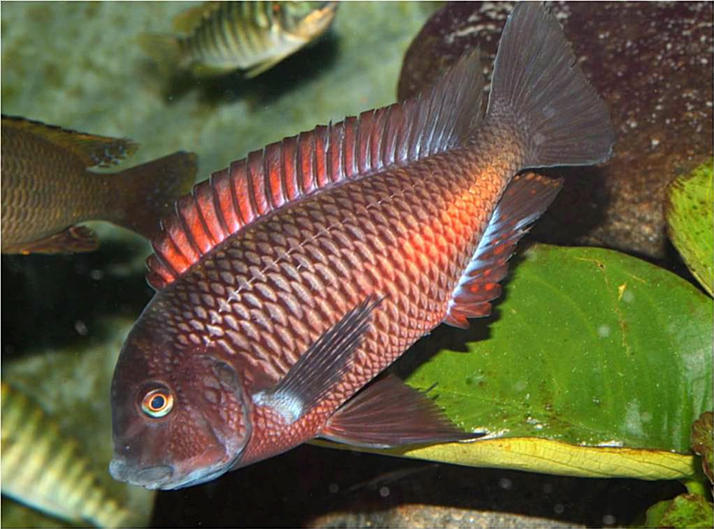 Tropheus, Petrochromis y Simochromis - Página 2 Picture3-78