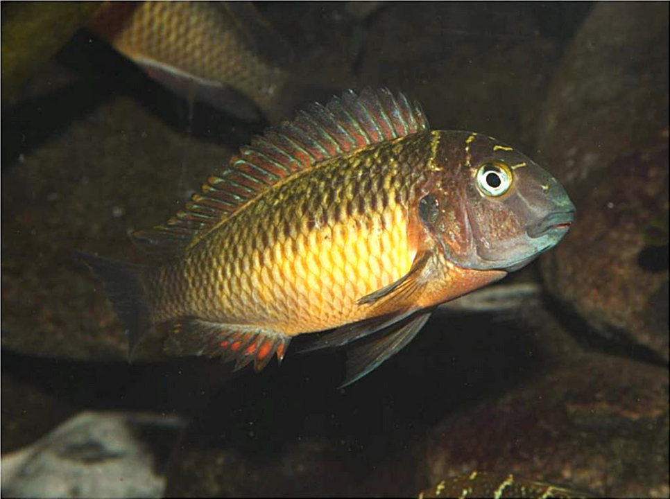 Tropheus, Petrochromis y Simochromis - Página 4 Picture3-82