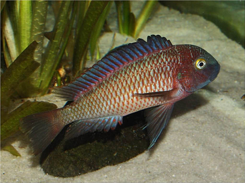 Tropheus moorii lufubu real Picture3-86