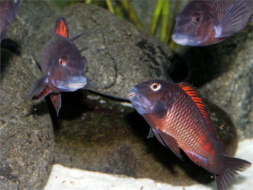 Tropheus red moliro Picture3_edited-25