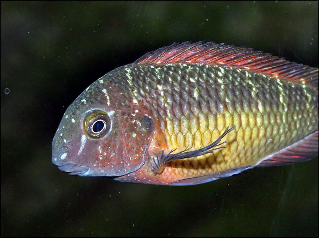 Tropheus moorii red rainbow "kasanga" - Página 2 Picture3_edited-38