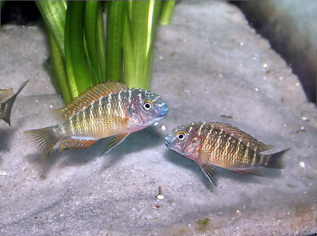 Tropheus moorii red rainbow "kasanga" - Página 3 Picture3_edited-42