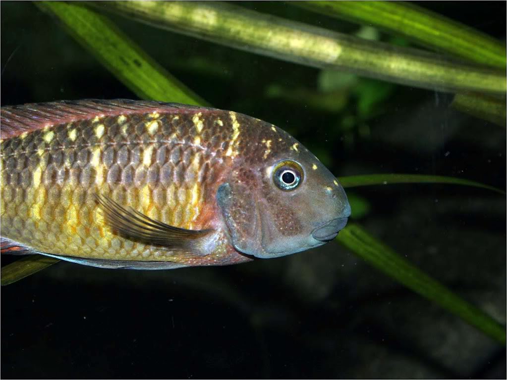 Tropheus moorii red rainbow "kasanga" - Página 7 Picture3_edited-55