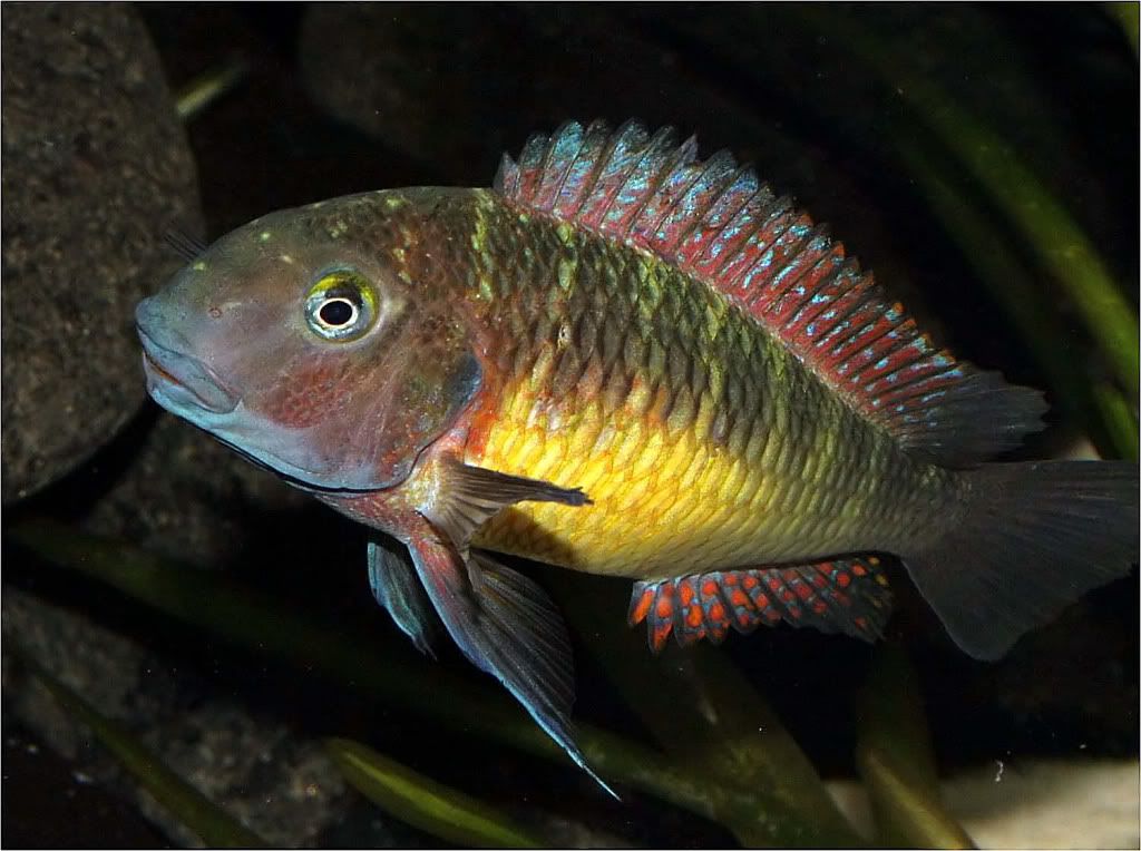 Tropheus moorii red rainbow "kasanga" - Página 8 Picture3_edited-58