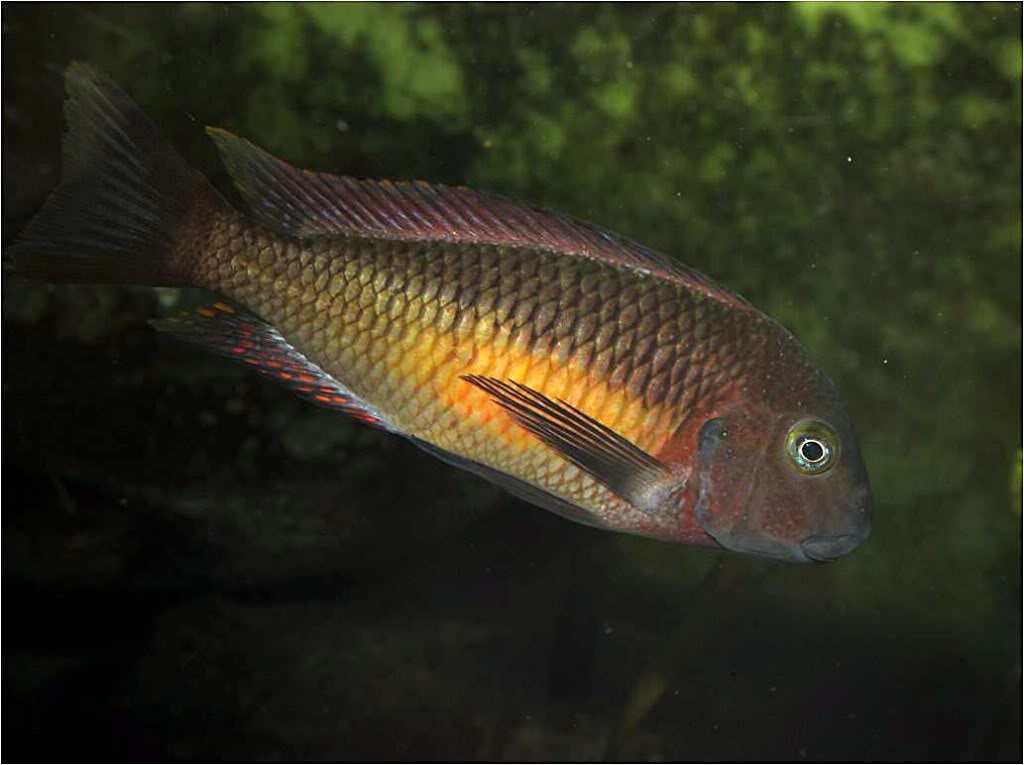 Tropheus moorii red rainbow "kasanga" - Página 8 Picture3_edited-59