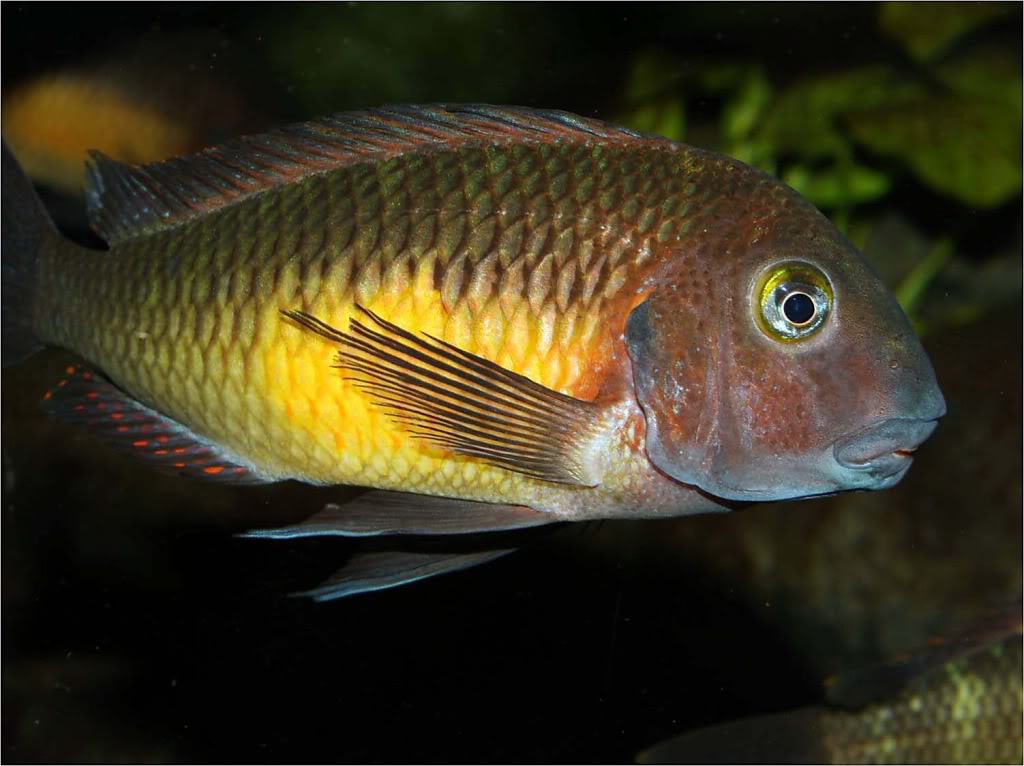 Tropheus moorii red rainbow "kasanga" - Página 10 Picture3_edited-60