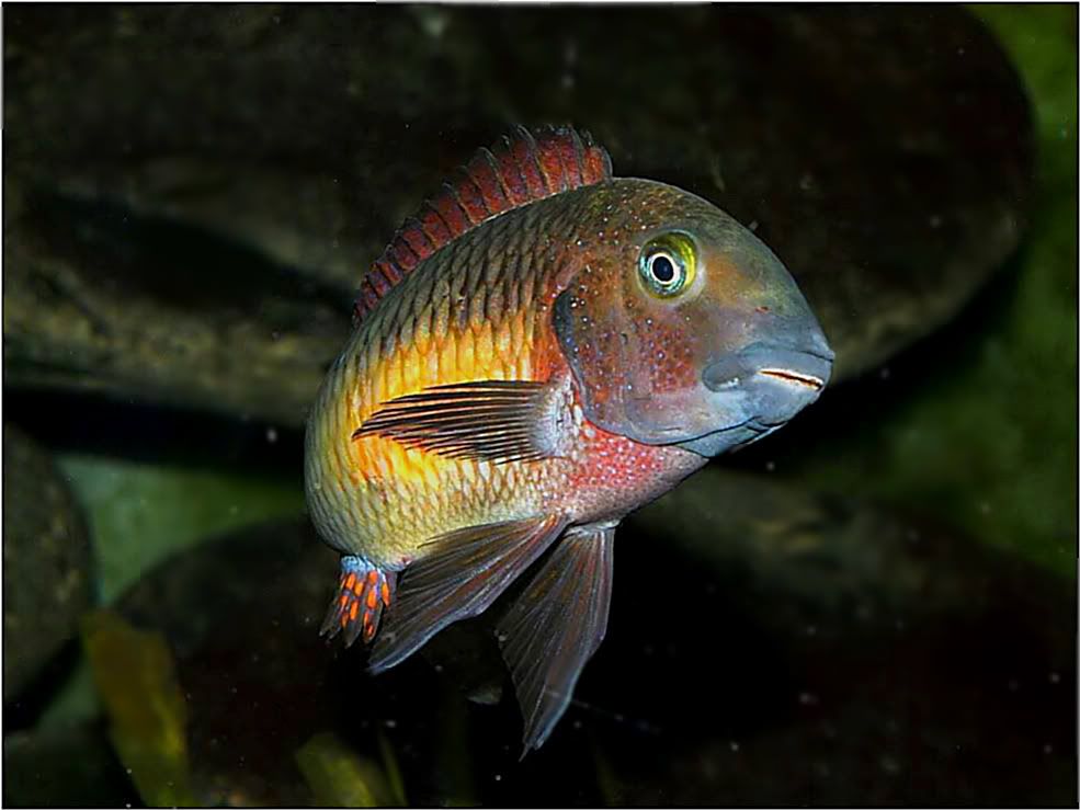 Tropheus moorii red rainbow "kasanga" - Página 8 Picture4-44