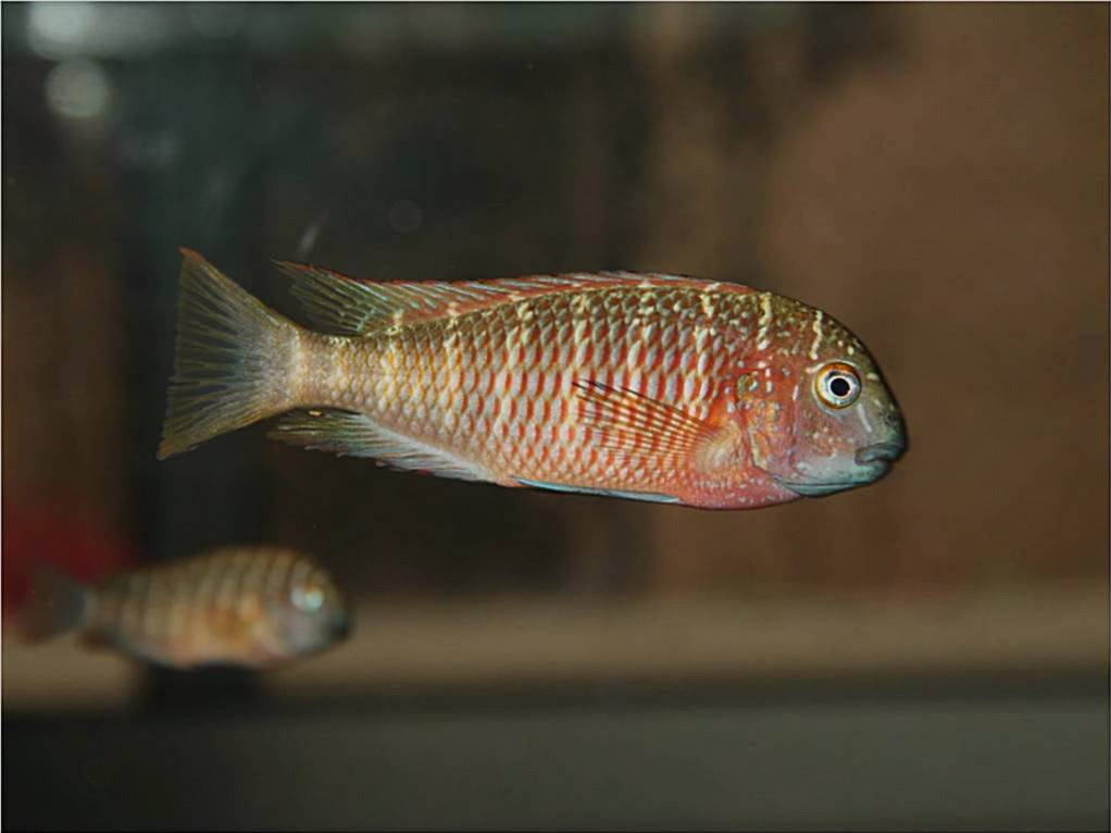 Tropheus lufubu real Picture4-57