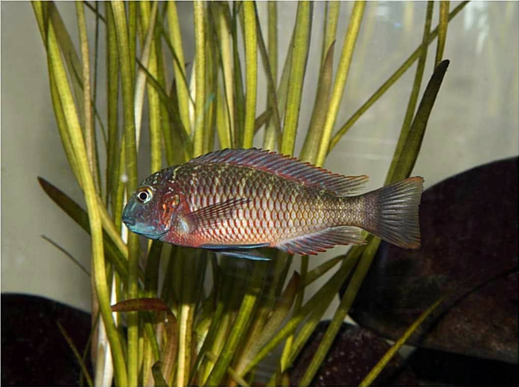 Tropheus lufubu real Picture4-58