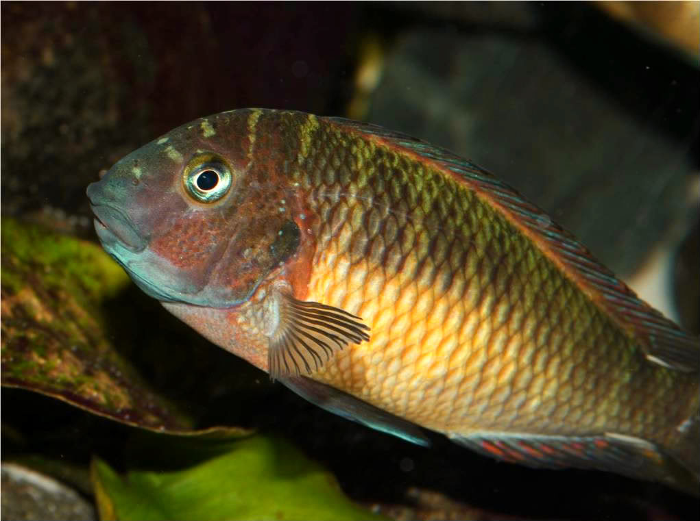 Tropheus, Petrochromis y Simochromis - Página 4 Picture4-72