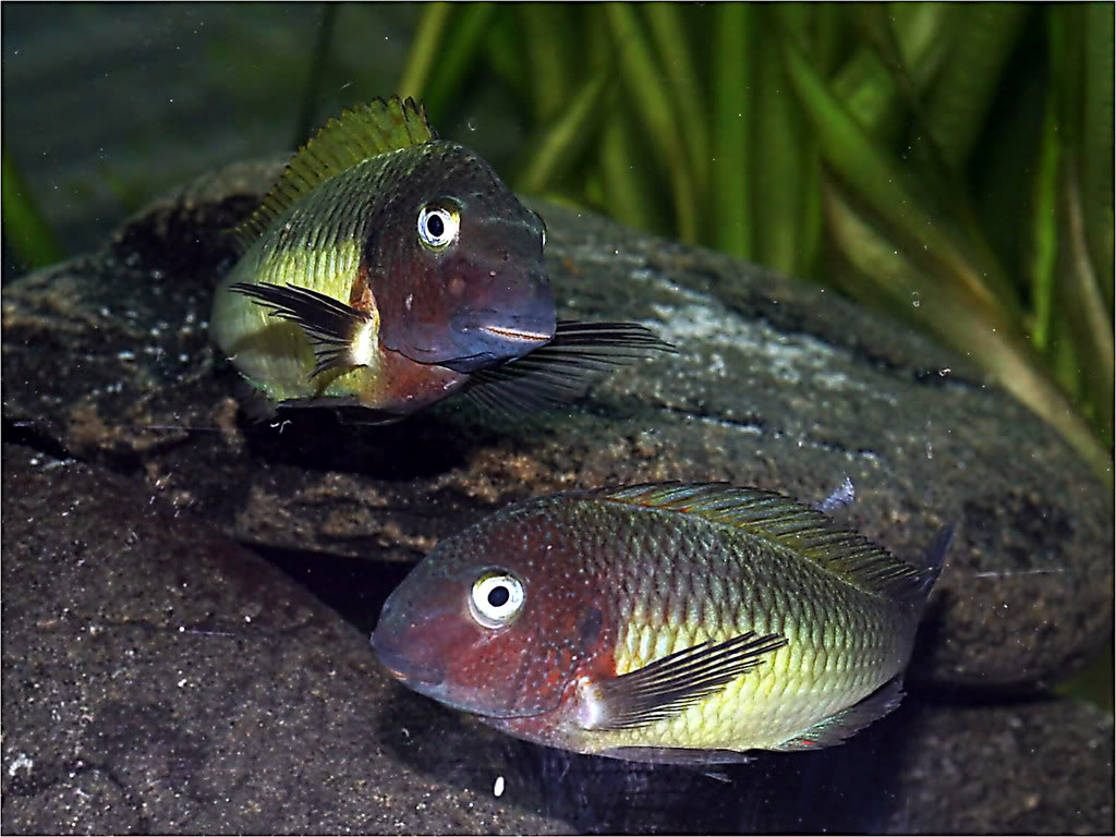 Tropheus moorii red rainbow "kasanga" - Página 2 Picture4_edited-12