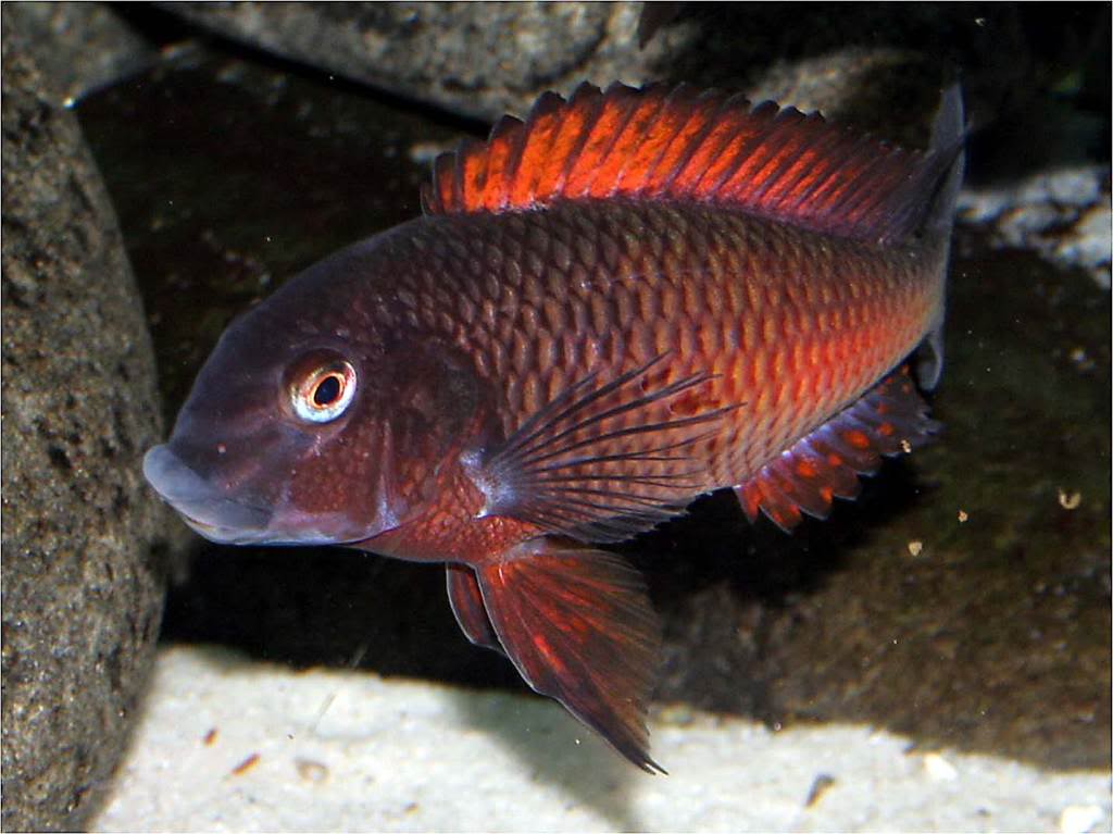 Tropheus red moliro Picture4_edited-26